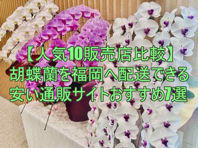 胡蝶蘭を福岡へ配送できる安い通販サイトおすすめ7選