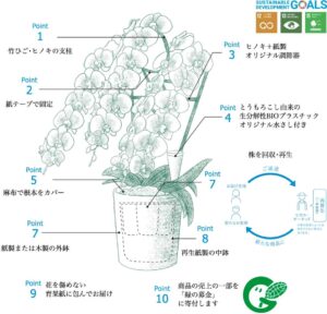 sdgs胡蝶蘭の特徴